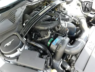 Mustang 19