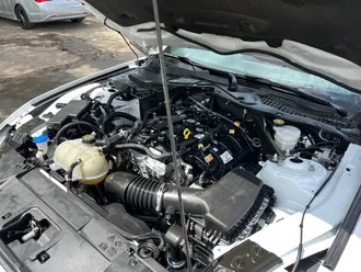Mustang 29
